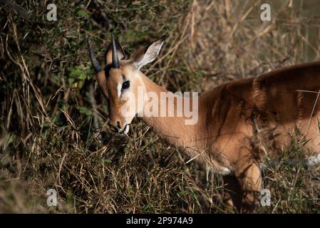 Junger Impala, der Gras isst Stockfoto