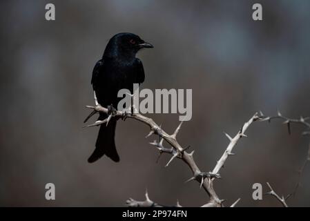 Gabelschwanzdrongo, hoch oben an einem Feuer, um entweichende Insekten zu fangen Stockfoto