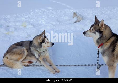 Pirena. Schlittenhunderennen in den Pyrenäen, Spanien, Andorra und Frankreich durchlaufen. Baqueira Beret. Provinz Lleida. Katalonien. Spanien Stockfoto