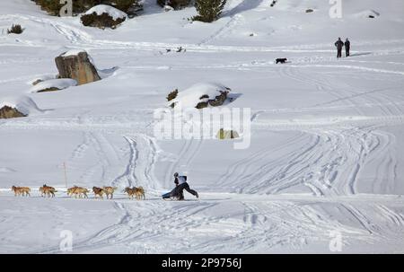 Pirena. Schlittenhunderennen in den Pyrenäen, Spanien, Andorra und Frankreich durchlaufen. Baqueira Beret. Provinz Lleida. Katalonien. Spanien Stockfoto