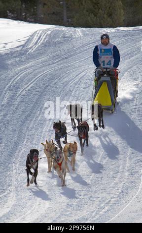 Pirena. Schlittenhunderennen in den Pyrenäen, Spanien, Andorra und Frankreich durchlaufen. Baqueira Beret. Provinz Lleida. Katalonien. Spanien Stockfoto