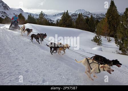 Pirena. Schlittenhunderennen in den Pyrenäen, Spanien, Andorra und Frankreich durchlaufen. Grandvalira. Andorra Stockfoto