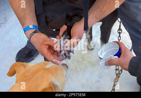 Pirena. Schlittenhunderennen in den Pyrenäen, Spanien, Andorra und Frankreich durchlaufen. Baqueira Beret. Provinz Lleida. Katalonien. Spanien Stockfoto