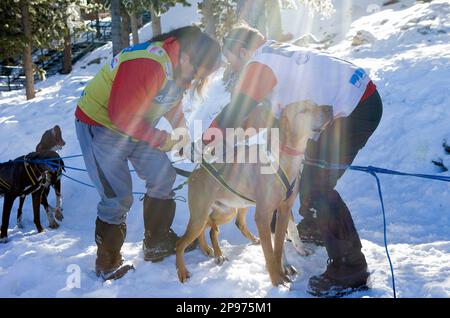 Pirena. Schlittenhunderennen in den Pyrenäen, Spanien, Andorra und Frankreich durchlaufen. La Molina. Provinz Girona. Katalonien. Spanien Stockfoto