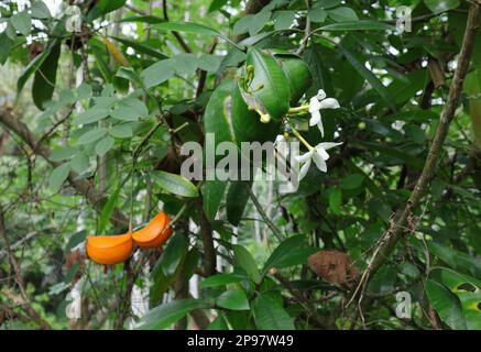 Ein Weberameisennest aus den Blättern einer Eva-Apfelpflanze. Die Ameisen, die von der bedeckt wurden, nisten die blühenden Blüten und Knospen der Pflanze Stockfoto