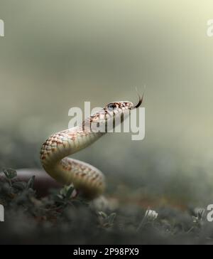 Nahaufnahme der aggressiven Kaspischen Peitschenschlange (Dolichophis caspius) in Angriffsposition isoliert auf grünem Hintergrund, die ihre Zunge ausflippt. Stockfoto