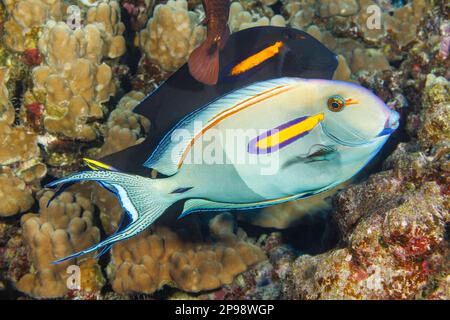 Diese beiden Oroangeband-Chirurgen, Acanthurus olivaceus, besuchen die Reinigungsstation einer endemischen hawaiianischen Putzfische, Labroides phthirophag Stockfoto