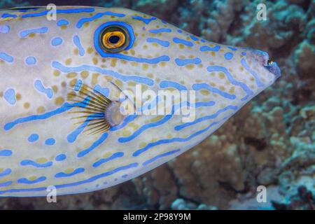 Die Scrawled Filefish, Aluterus Skriptingunterbrechung, können einzeln und in kleinen Gruppen, in der Nähe zum Riff und auch im offenen Ozean, Hawaii. Stockfoto