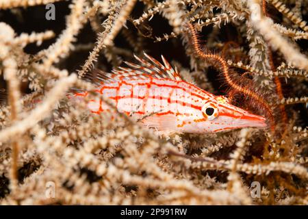 Longnose fischfreundschaften Oxycirrhites typus, tief in einem Baum von schwarzen Korallen, Tulamben, Bali, Indonesien. Stockfoto