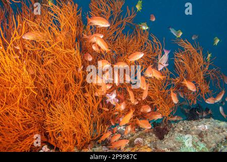 Mehrere männliche Skalefin-Anthias, Pseudanthias squamipinnis, beobachten einen Harem von Weibchen rund um einen Baum schwarzer Korallen, Antipathes dic Stockfoto