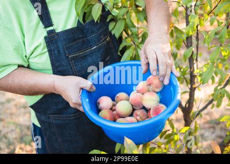 Nicht wiedererkennbarer lateinischer Bauer, der Pfirsiche vom Baum im Garten erntet. Konzept für Kleinlandwirte Stockfoto