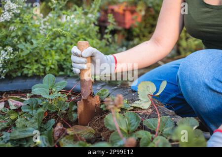 Eine unbekannte junge lateinische Bauerin, die mit einer Spatschaufel in ihrem Bio-Garten arbeitet Stockfoto