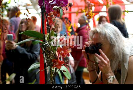 Prag, Tschechische Republik. 10. März 2023. Ein Besucher fotografiert Orchideen in einer Orchideenausstellung im Prager Botanischen Garten in Prag, Tschechische Republik, am 10. März 2023. Die Orchideenausstellung findet vom 3. Bis 19. März im Botanischen Garten von Prag statt. Kredit: Dana Kesnerova/Xinhua/Alamy Live News Stockfoto