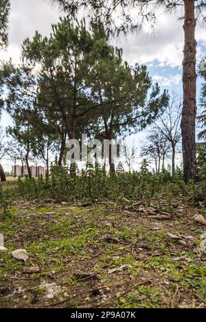 Bäume, Gras und wilde Pflanzen in einem Stadtpark an einem Wintertag Stockfoto