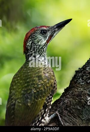 Nahaufnahme des Profils eines europäischen grünen Spechers (Picus Viridis), der sich in einem Baum, üppig grünem Hintergrund, Kopierbereich befindet Stockfoto