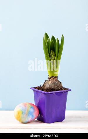 Farbenfrohes Osterei mit Frühlingshyazinthenblüte in einem Topf mit einer Knospe auf dem Tisch. Frohes Osterkonzept. Stockfoto