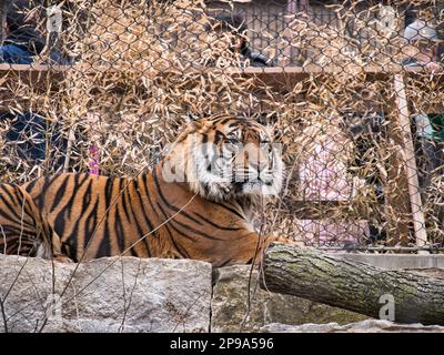 Nahaufnahme des großen orangefarbenen, schwarzen und weißen Sumatran Tigers im Kansas City Zoo Stockfoto