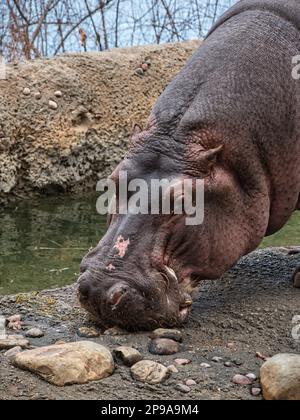 Nilpferde essen an einem kalten Wintertag im KC Zoo in Kansas City, Missouri Stockfoto