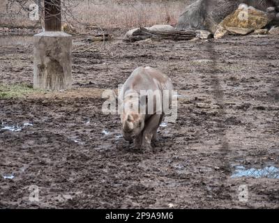 Mutter Schwarzer Nashörner, die im Kansas City Zoo durch ein schlammiges Feld spazieren Stockfoto