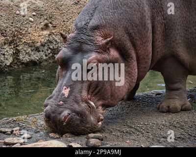 Nilpferde essen an einem kalten Wintertag im KC Zoo in Kansas City, Missouri Stockfoto