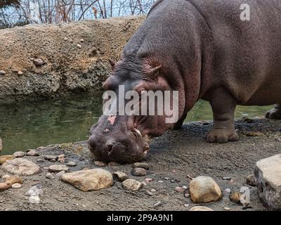 Nilpferde essen an einem kalten Wintertag im KC Zoo in Kansas City, Missouri Stockfoto