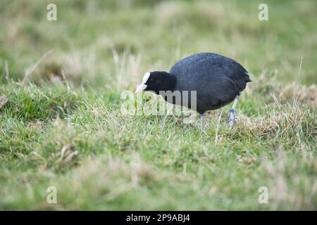 Coot (Fulica atra) weidet auf Gras auf einer nassen Weide Stockfoto