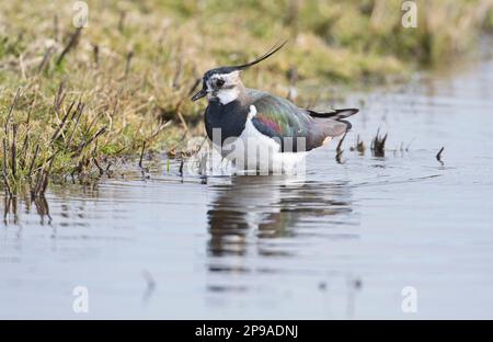 Sturz (Vanellus vanellus), männliche Futtersuche in einem flachen Becken auf Feuchtweiden Stockfoto