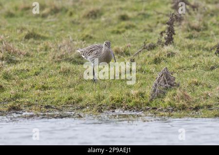 Curlew (Numenius arquata), der am Rand eines Becken auf nasser Weide forscht Stockfoto