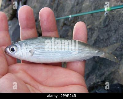 Bogue-Fische, auch bekannt als Boops. Ein Fisch, der auf einer Angelrute vor der Küste Spaniens gefangen wurde. Stockfoto