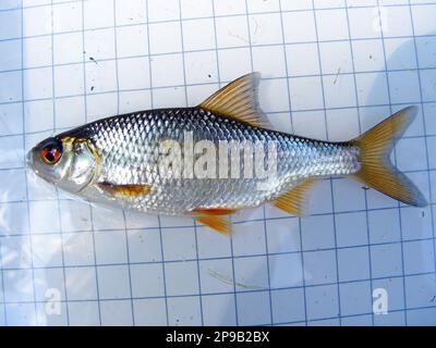 Die Kakerlake (Rutilus rutilus), auch bekannt als Gemeine Kakerlake, ist ein Süß- und Brackwasserfisch der Familie der Cyprinidae. Auf dem Ba Stockfoto