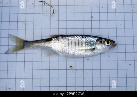 Die gewöhnliche Blattmaus (Alburnus alburnus) ist ein kleiner, grober Süßwasserfisch aus der Familie der Zypriniden. Auf dem Hintergrund eines 5 mm-Messrasters. Ichthyolo Stockfoto