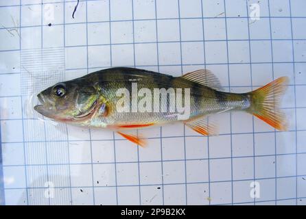 Europäischer Barsch (Perca fluviatilis), auch bekannt als gemeiner Barsch. Fish auf dem Hintergrund eines 5-mm-Messgitters. Ichthyologische Forschung. Stockfoto