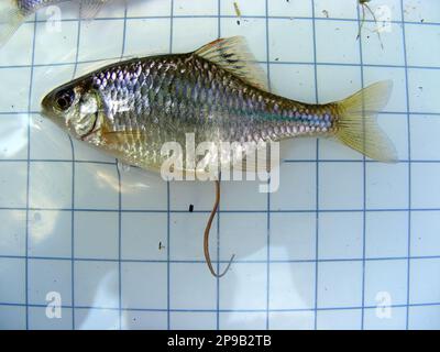 Der Amur-Bitterling (Rhodeus sericeus) ist ein kleiner Fisch der Karpfenfamilie im Hintergrund eines 5-mm-Messgitters. Ichthyologische Forschung. Stockfoto