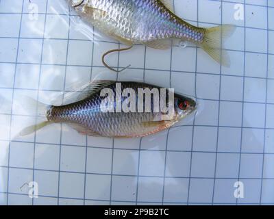 Der Amur-Bitterling (Rhodeus sericeus) ist ein kleiner Fisch der Karpfenfamilie im Hintergrund eines 5-mm-Messgitters. Ichthyologische Forschung. Stockfoto