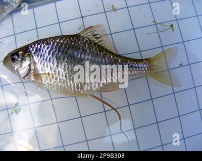 Der Amur-Bitterling (Rhodeus sericeus) ist ein kleiner Fisch der Karpfenfamilie im Hintergrund eines 5-mm-Messgitters. Ichthyologische Forschung. Stockfoto