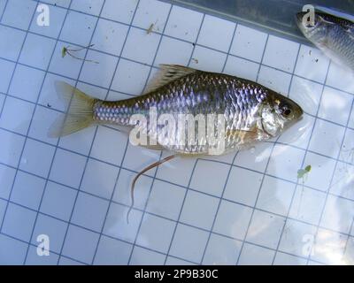 Der Amur-Bitterling (Rhodeus sericeus) ist ein kleiner Fisch der Karpfenfamilie im Hintergrund eines 5-mm-Messgitters. Ichthyologische Forschung. Stockfoto