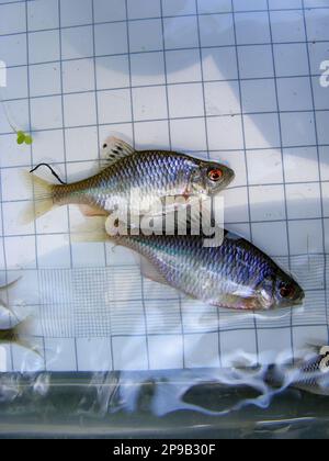 Der Amur-Bitterling (Rhodeus sericeus) ist ein kleiner Fisch der Karpfenfamilie im Hintergrund eines 5-mm-Messgitters. Ichthyologische Forschung. Stockfoto