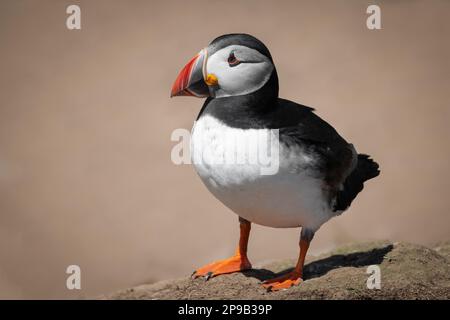 Ein Nahporträt eines atlantischen Papageientauchs, wie er auf dem Boden steht. Es gibt Platz für Text um den Vogel herum Stockfoto