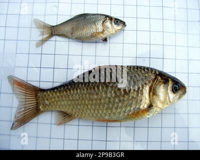 Fischkreuzkarpfen (Carassius carassius) im Hintergrund eines 5-mm-Messgitters. Ichthyologische Forschung. Stockfoto