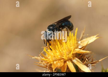 Natürliche Nahaufnahme einer mediterranen kleinen blauäugigen Zimmermannsbiene, Ceratina Chalcites auf einer gelben Distelart Stockfoto
