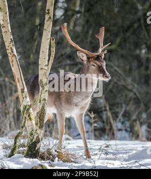 Ein junger brachliegender Buck im kalten Winterschnee, Großbritannien Stockfoto