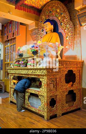 Beten, Namgyal Kloster in Tsuglagkhang complex. McLeod Ganj, Dharamsala Himachal Pradesh Zustand, Indien, Asien Stockfoto