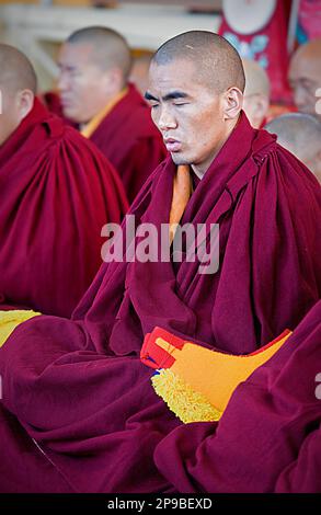 Puja, Mönche beten während Losar Neujahr, im Namgyal Kloster, im Tsuglagkhang Komplex. McLeod Ganj, Dharamsala, Himachal Pradesh, Indien, Asien Stockfoto