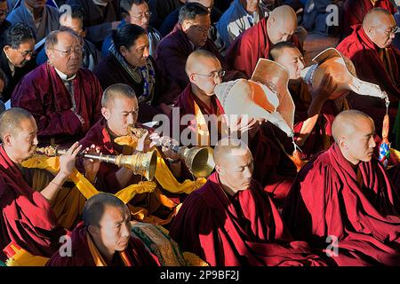 Puja, Mönche beten während Losar Neujahr, im Namgyal Kloster, im Tsuglagkhang Komplex. McLeod Ganj, Dharamsala, Himachal Pradesh, Indien, Asien Stockfoto