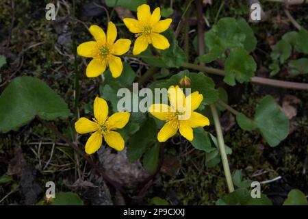 Ranunculus sulureus blüht auf einer nassen Wiese in Stormdalen in der Provinz Nordland in Norwegen. Stockfoto