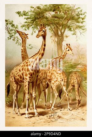 Giraffe. Antikes Buchbild von Brehm, Alfred Edmund, 1829-1884 Stockfoto