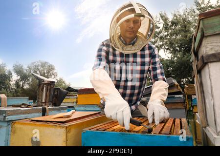 Imker, der den Rahmen aus dem Bienenstock in der Bienenstation nimmt. Honig ernten Stockfoto