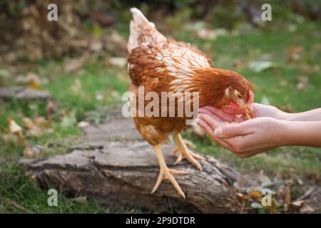 Eine Frau füttert Hühnchen im Hof auf der Farm, Nahaufnahme. Haustier Stockfoto