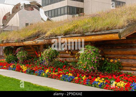 Anchorage, Alaska, USA - 23. Juli 2011: Leuchtend rot-gelb-blaues Blumenbeet neben dem hölzernen und mit Unkraut bedeckten Besucherzentrum in der F Street mit anderen Bui Stockfoto