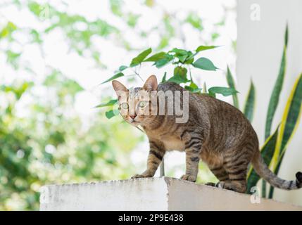 Eine Katze starrt morgens auf dem Balkon des Hauses auf etwas. Stockfoto